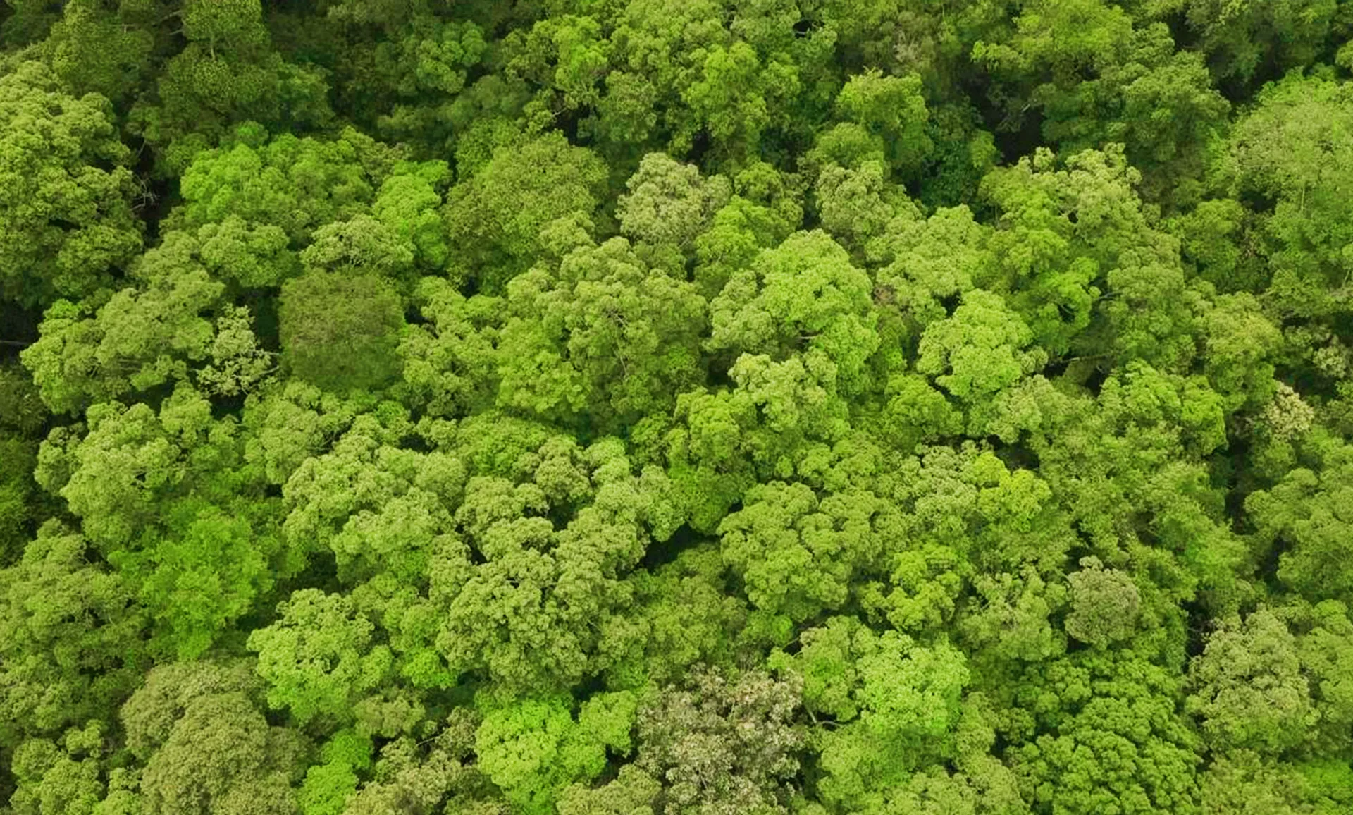 Carbon Credit