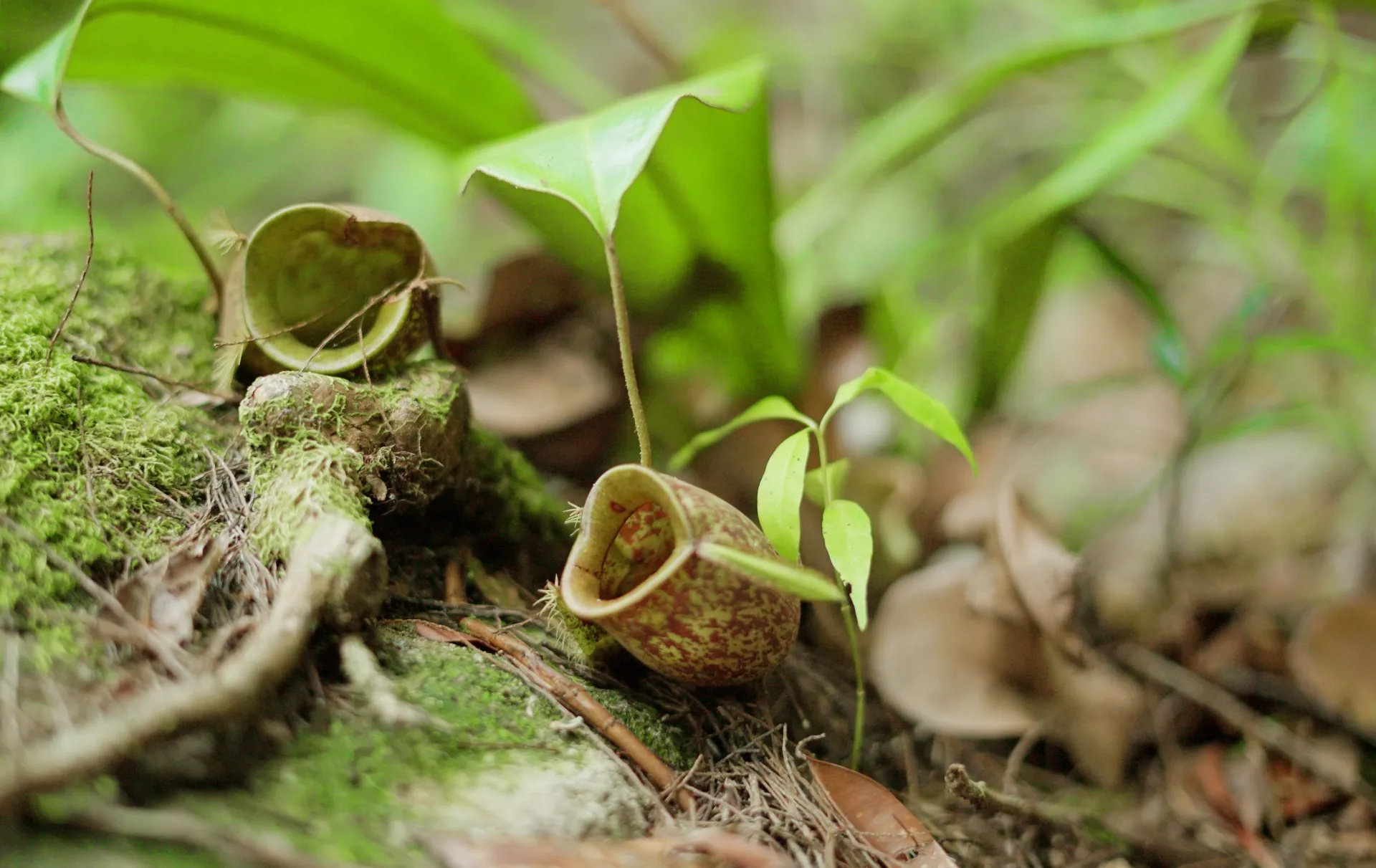 Biodiversity Offset
